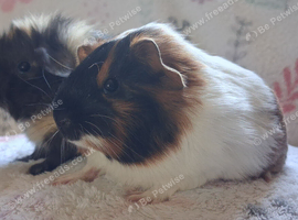 Gorgeous Baby Sows