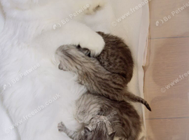 Beautiful Scottish Fold & Scottish Straight Kittens Looking for Loving Homes