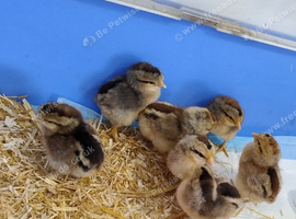 Cream Legbar Chicks Chickens Sexed Blue Eggs