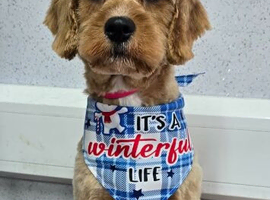 Cavapoo boy for stud
