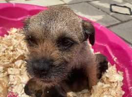 Border terrier (SLEM CLEAR)