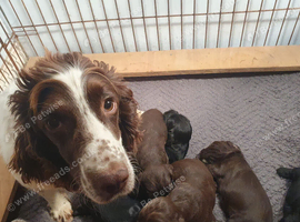 6 Cocker Spaniel puppies