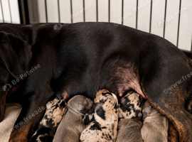 DACHSHUND PUPPIES