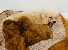 Toy Poodle