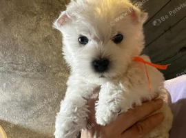 West Highland White Terrier Puppies