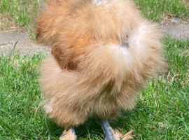 Showgirl cockerel