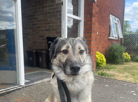 German Shepherd / Collie for sale