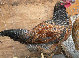 Chicken for sale