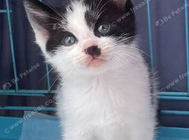 Rag doll cross domestic kittens