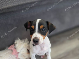 Jack Russell Terrier puppy