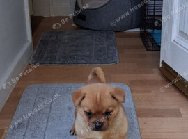 PUG/POMERANIAN MIX MALE PUPPY