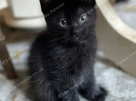 3x Beautiful smooth black kittens