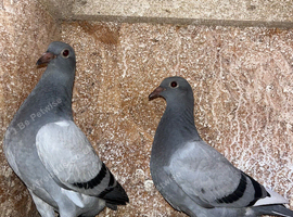 baby pigeons for sale