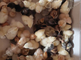 NEWLY HATCHED CHICKS & Chickens different age