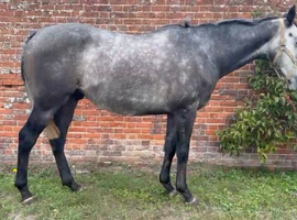 Would hack to the moon and back! Suitable for a granny! Kind, low maintenance gentlemen.