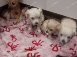 Beautiful Chihuahua puppies available for Sale