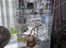 4 budgies