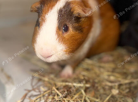 2 Male Guinea Pigs (1 Adult + 1 six week old baby)