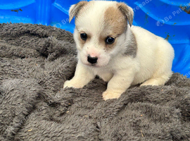 Long haired Jack Russel