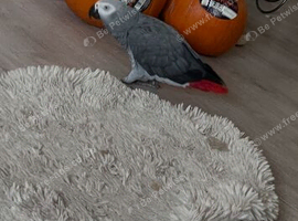 9 years old female tame and talks well
