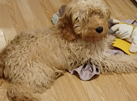 6 month old cockapoo