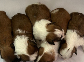 Shih tzu puppy&rsquo;s