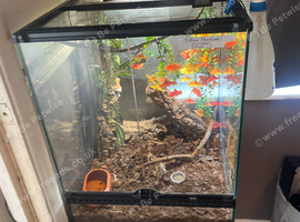2 PREMIUM CRESTED GECKO PAIR + FULL LIVING SETUP