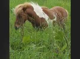 Shetland colt