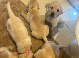 Golden Labrador puppies