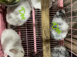 Lovely French lop baby's