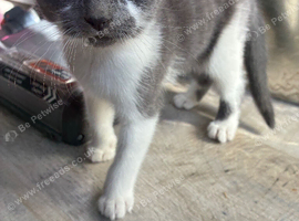 Grey girl ready to leave