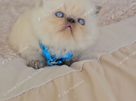 Stunning Pedigree Persian Kittens