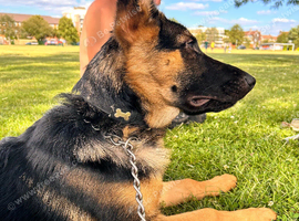 German shepherd