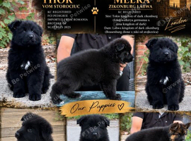 LONG HAIR GERMAN SHEPHERD PUPPIES, TOP BLOODLINES