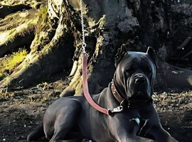 Cane corso for STUD