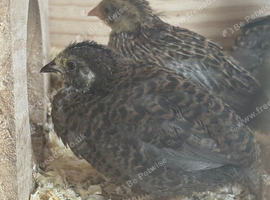 Button Quail