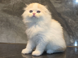 Wee Wonders seek new mum and dad