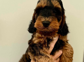 Gorgeous F1 Cockapoo puppies