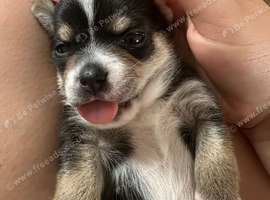 1 LEFT ! Beautiful Chihuahua Boys Available for Reservation