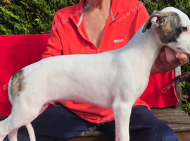 Stunning pure bred Whippet puppy