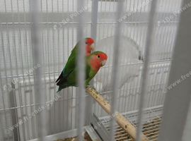 Pair of proven Lovebirds