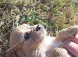 Fluffy Cavalier King Charles &times;  Jackapoo Puppies for Sale