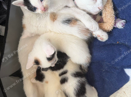 1 male 4 female