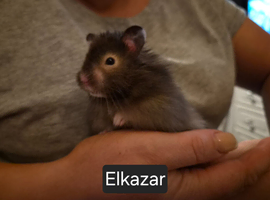Long Haired Male Syrian Hamster available now