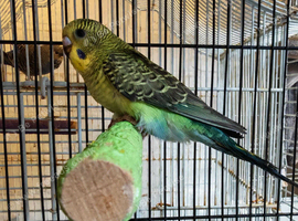 Black mutation budgies