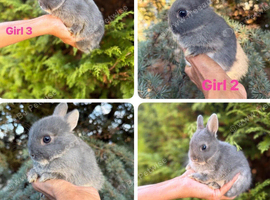Baby Netherland Dwarf Rabbits Bunny Bunnies