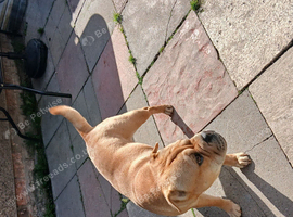 Looking to rehome our 3 year old frenchie pei bambi