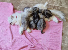 Male persian x cross kitten