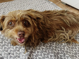 MICA &ndash; The Little Dog Nobody Came Looking For... Until Now