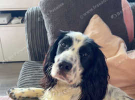 Cocker spaniel for stud